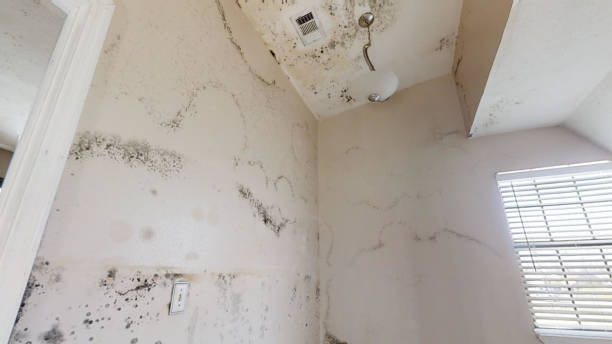 Forensic Mold Investigation in Clifton Gardens, NY