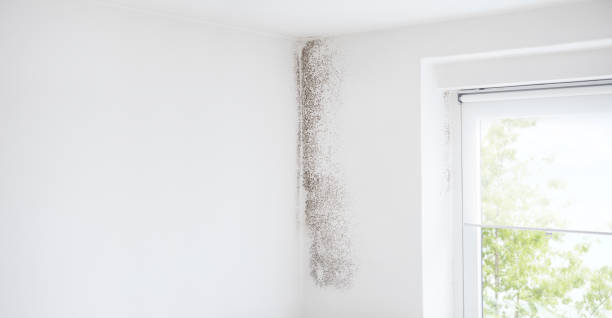 Professional Mold Removal in Clifton Gardens, NY